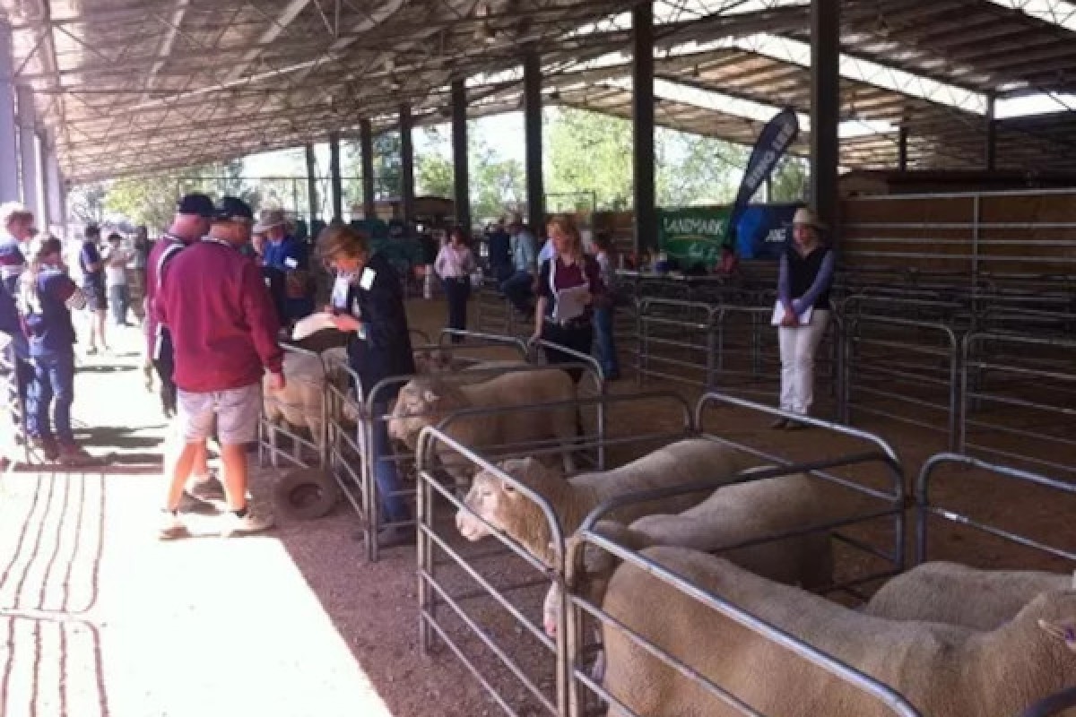 Livestock Shows & Auctions